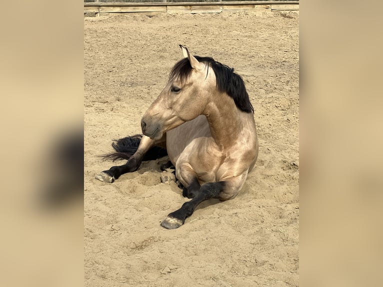 PRE Croisé Étalon 7 Ans 168 cm Buckskin in Malaga