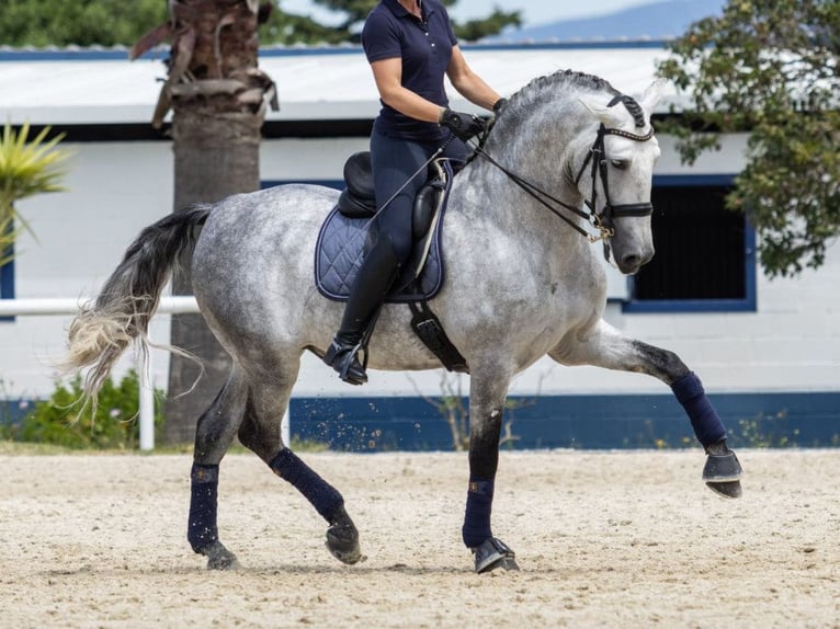 PRE Croisé Étalon 7 Ans 168 cm Gris in Navas Del Madroño