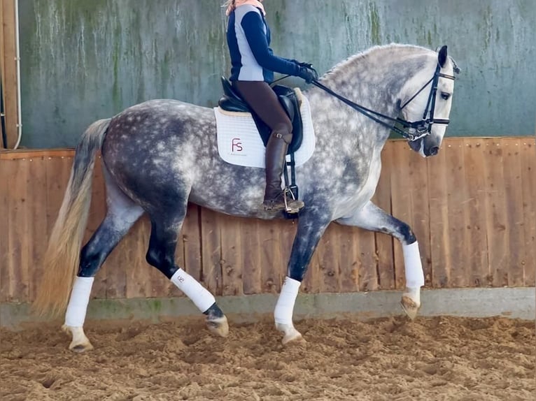 PRE Croisé Étalon 7 Ans 168 cm Gris in Navas Del Madroño