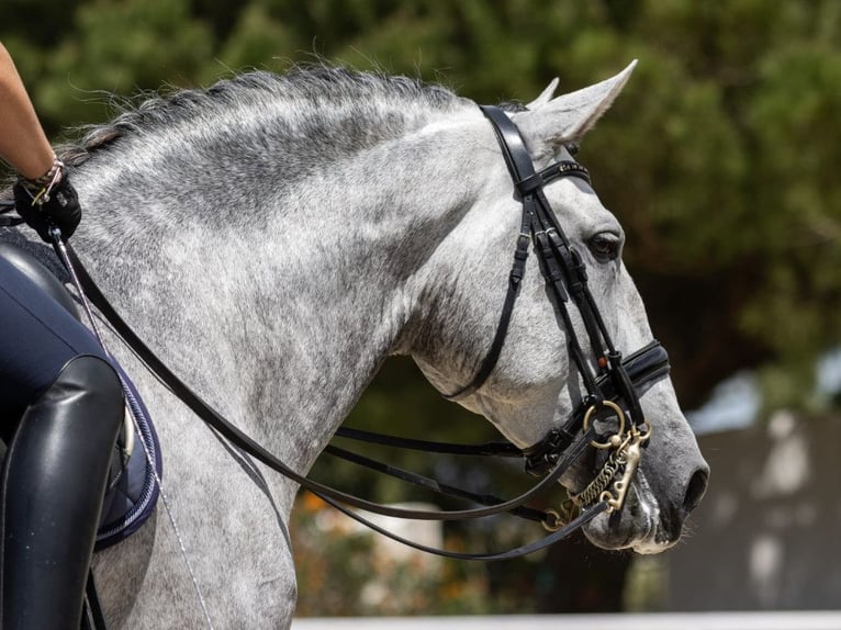 PRE Croisé Étalon 7 Ans 168 cm Gris in Navas Del Madroño