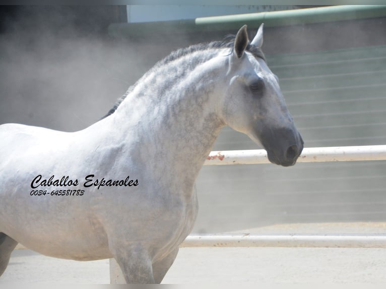 PRE Étalon 7 Ans 168 cm Gris in Vejer de la Frontera