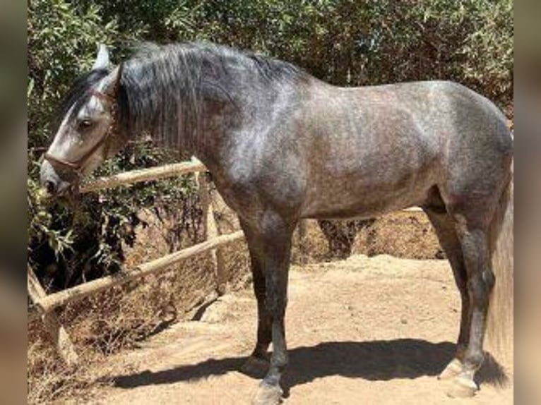 PRE Croisé Étalon 7 Ans 168 cm Gris in Malaga