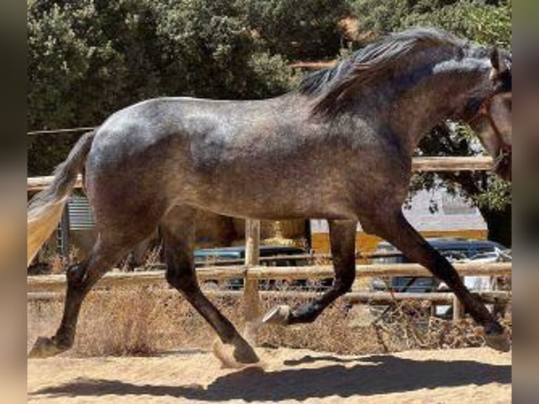 PRE Croisé Étalon 7 Ans 168 cm Gris in Malaga