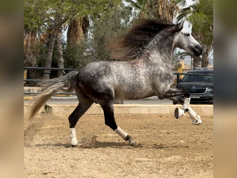 PRE Croisé Étalon 7 Ans 168 cm Gris pommelé in Martfeld