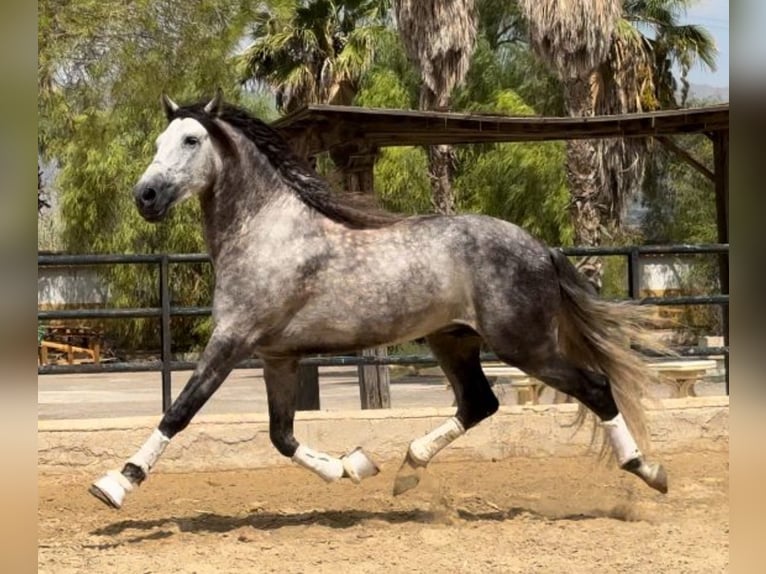 PRE Croisé Étalon 7 Ans 168 cm Gris pommelé in Martfeld