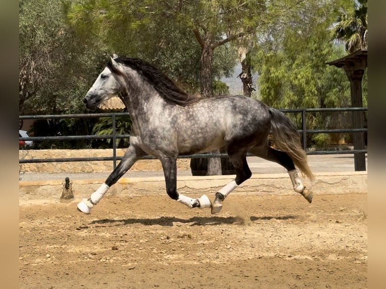 PRE Croisé Étalon 7 Ans 168 cm Gris pommelé in Martfeld