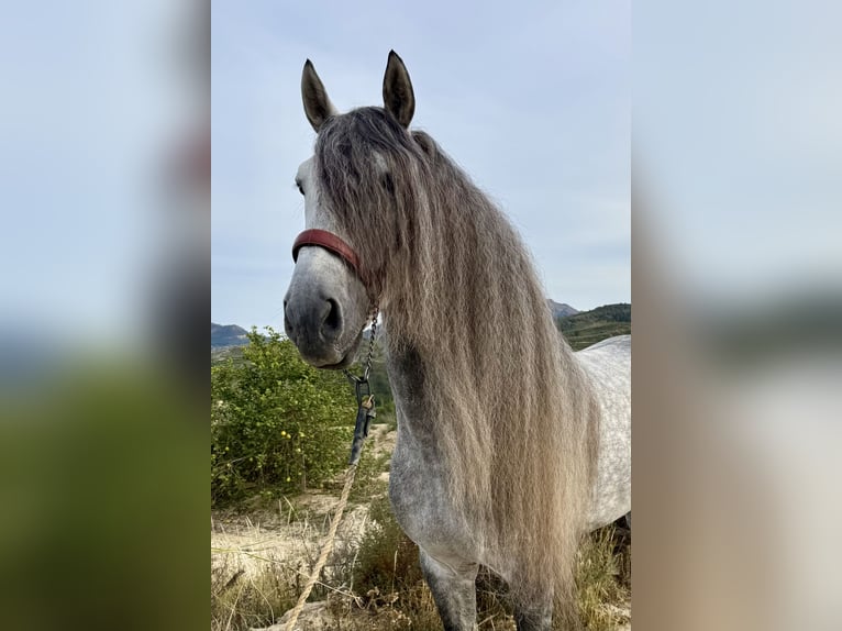 PRE Croisé Étalon 7 Ans 168 cm Gris pommelé in Cañada De San Pedro