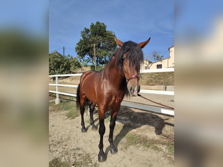 PRE Croisé Étalon 7 Ans 169 cm Bai cerise in Hamburg