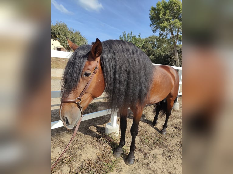 PRE Croisé Étalon 7 Ans 169 cm Bai cerise in Hamburg