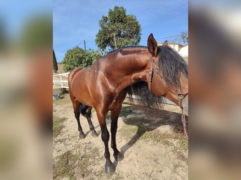 PRE Croisé Étalon 7 Ans 169 cm Bai cerise in Hamburg