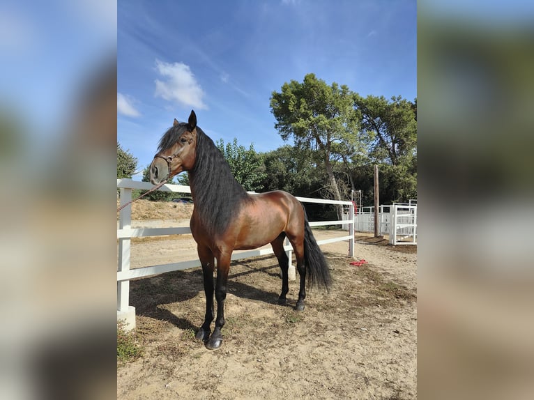 PRE Croisé Étalon 7 Ans 169 cm Bai cerise in Hamburg