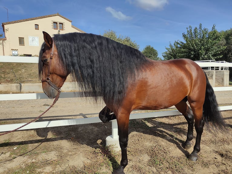 PRE Croisé Étalon 7 Ans 169 cm Bai cerise in Hamburg