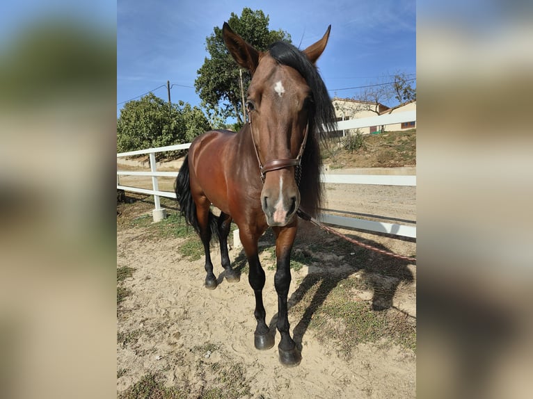 PRE Croisé Étalon 7 Ans 169 cm Bai cerise in Hamburg