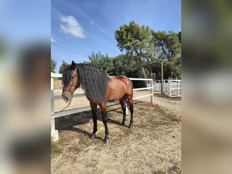 PRE Croisé Étalon 7 Ans 169 cm Bai cerise in Hamburg