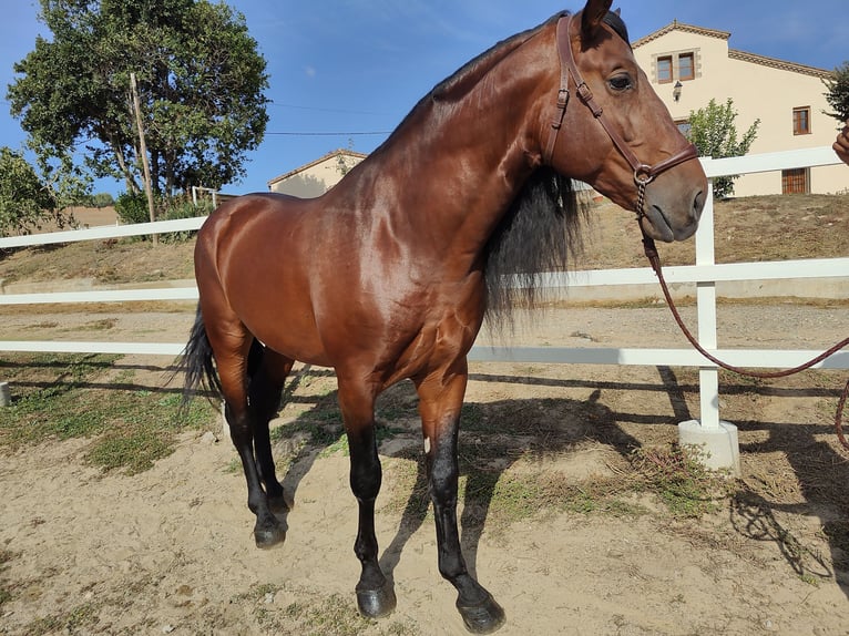 PRE Croisé Étalon 7 Ans 169 cm Bai cerise in Hamburg