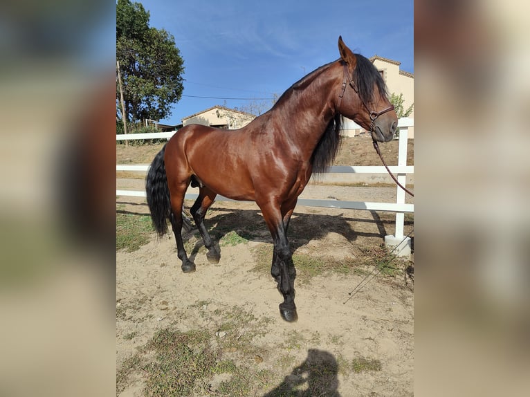 PRE Croisé Étalon 7 Ans 169 cm Bai cerise in Hamburg