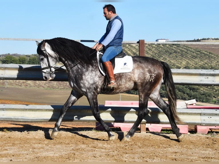 PRE Étalon 7 Ans 169 cm Gris in Provinz Cordoba