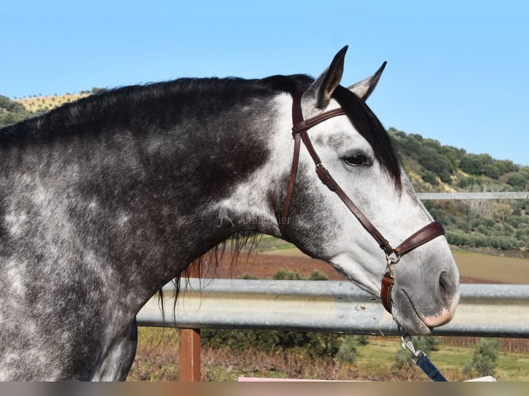 PRE Étalon 7 Ans 169 cm Gris in Provinz Cordoba
