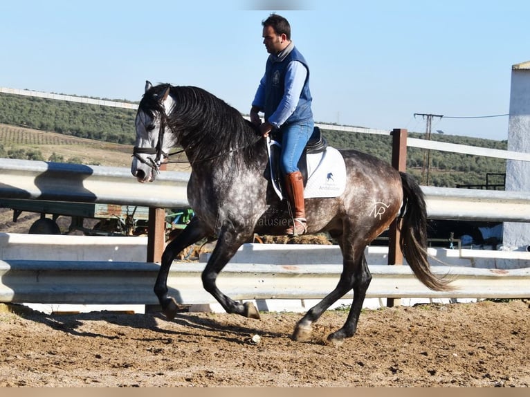 PRE Étalon 7 Ans 169 cm Gris in Provinz Cordoba