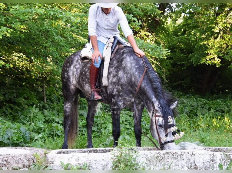 PRE Étalon 7 Ans 169 cm Gris in Provinz Cordoba