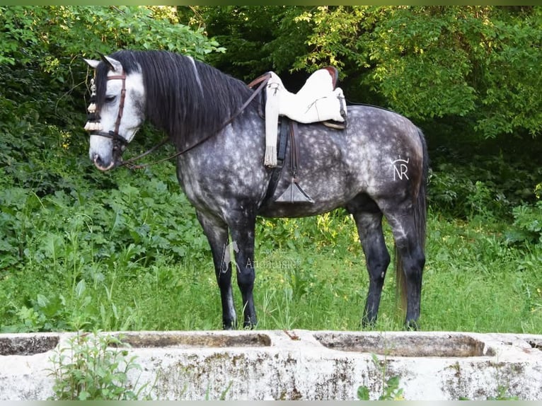 PRE Étalon 7 Ans 169 cm Gris in Provinz Cordoba