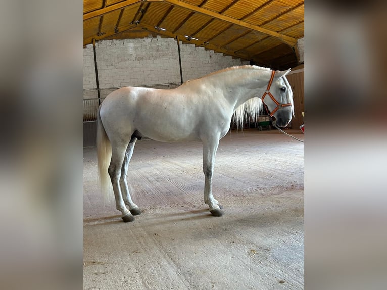 PRE Croisé Étalon 7 Ans 169 cm Gris in Santa Perpetua de Mogoda