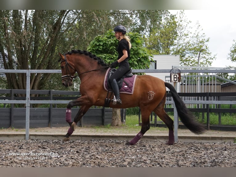 PRE Étalon 7 Ans 170 cm Bai brun in Den Haag