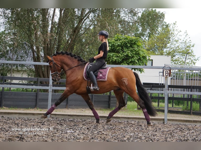 PRE Étalon 7 Ans 170 cm Bai brun in Den Haag