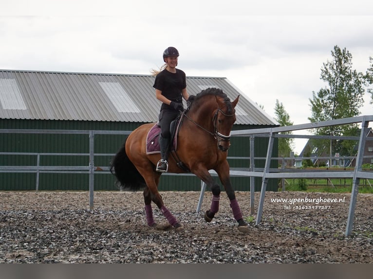 PRE Étalon 7 Ans 170 cm Bai brun in Den Haag