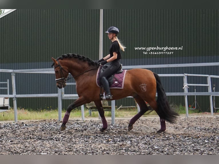 PRE Étalon 7 Ans 170 cm Bai brun in Den Haag