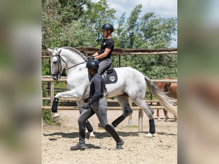 PRE Croisé Étalon 7 Ans 170 cm Gris in Los Barrios