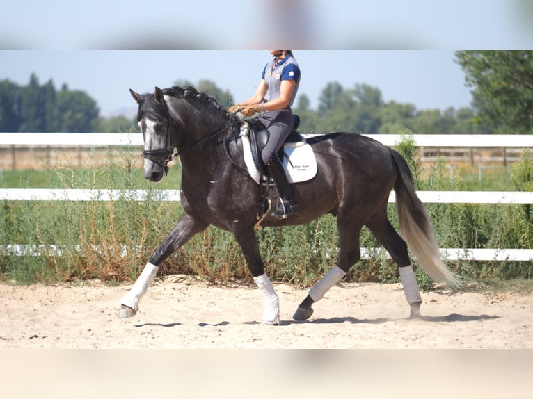 PRE Croisé Étalon 7 Ans 170 cm Gris in NAVAS DEL MADRONO