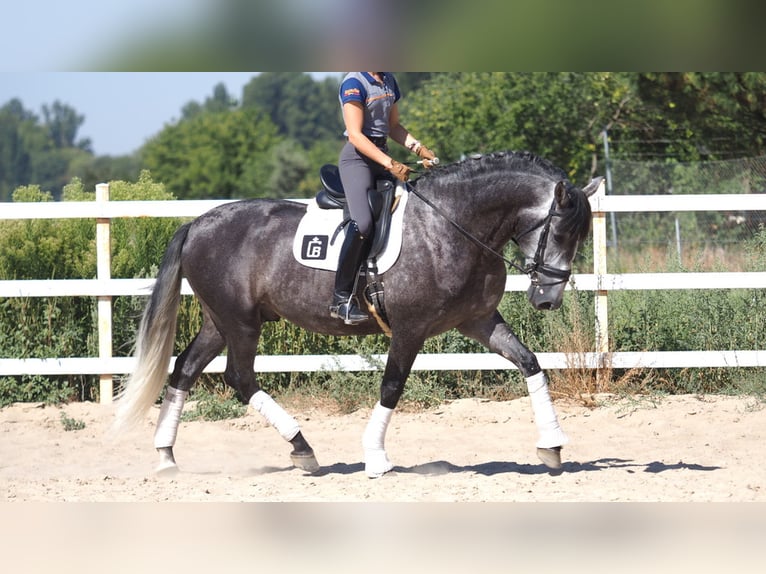 PRE Croisé Étalon 7 Ans 170 cm Gris in NAVAS DEL MADRONO