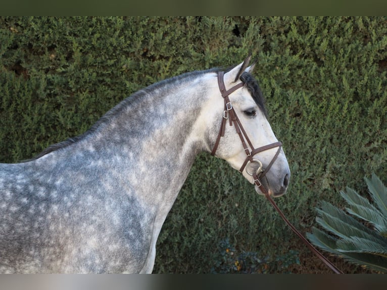 PRE Étalon 7 Ans 170 cm Gris pommelé in La Rinconada