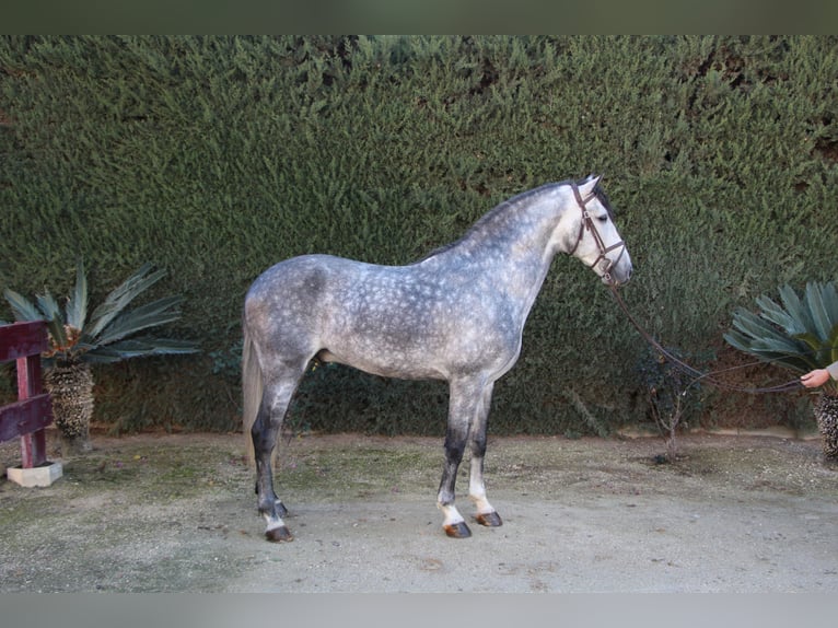 PRE Étalon 7 Ans 170 cm Gris pommelé in La Rinconada