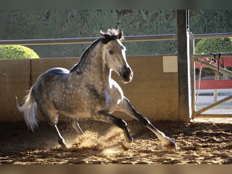 PRE Étalon 7 Ans 170 cm Gris pommelé in La Rinconada