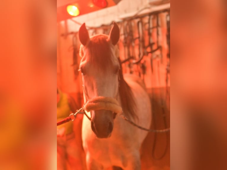 PRE Croisé Étalon 7 Ans 170 cm Gris pommelé in Geilenkirchen