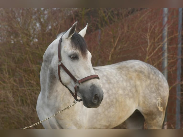 PRE Croisé Étalon 7 Ans 170 cm Gris pommelé in Geilenkirchen
