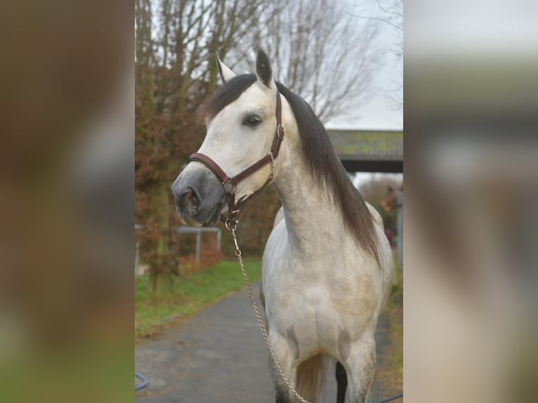 PRE Croisé Étalon 7 Ans 170 cm Gris pommelé in Geilenkirchen