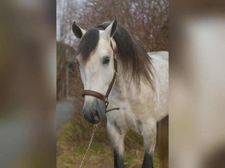 PRE Croisé Étalon 7 Ans 170 cm Gris pommelé in Geilenkirchen