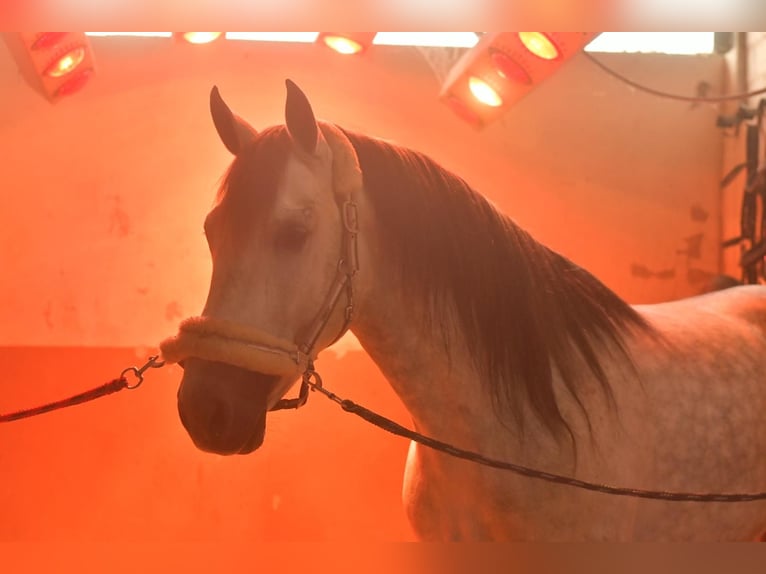 PRE Croisé Étalon 7 Ans 170 cm Gris pommelé in Geilenkirchen