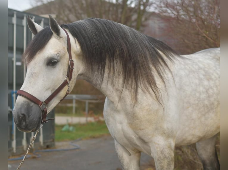 PRE Croisé Étalon 7 Ans 170 cm Gris pommelé in Geilenkirchen