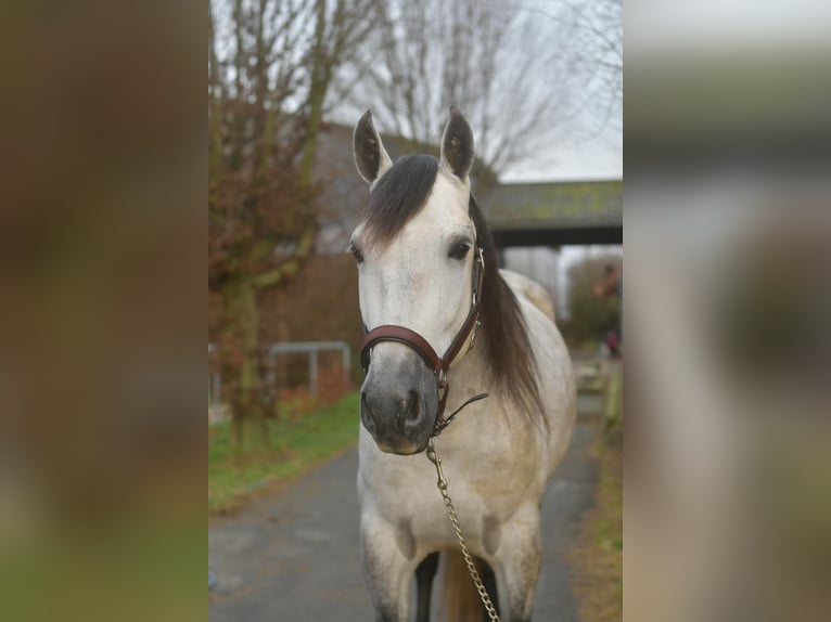 PRE Croisé Étalon 7 Ans 170 cm Gris pommelé in Geilenkirchen