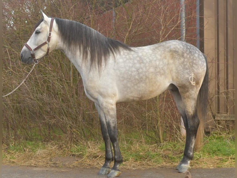 PRE Croisé Étalon 7 Ans 170 cm Gris pommelé in Geilenkirchen
