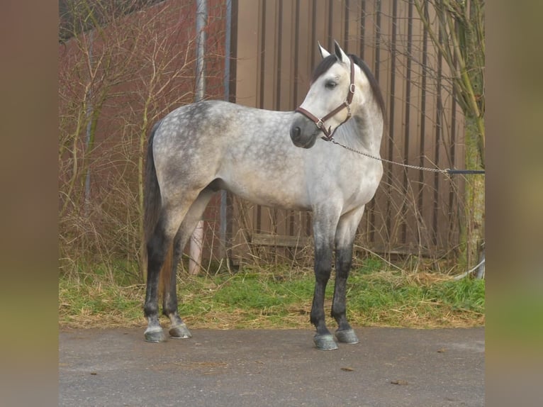 PRE Croisé Étalon 7 Ans 170 cm Gris pommelé in Geilenkirchen