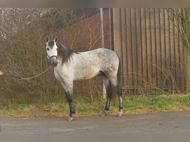PRE Croisé Étalon 7 Ans 170 cm Gris pommelé in Geilenkirchen