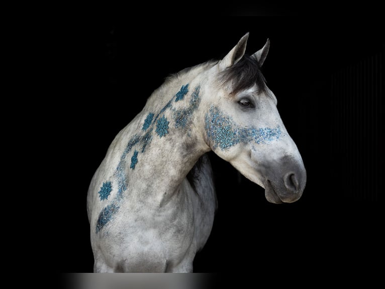 PRE Croisé Étalon 7 Ans 170 cm Gris pommelé in Geilenkirchen
