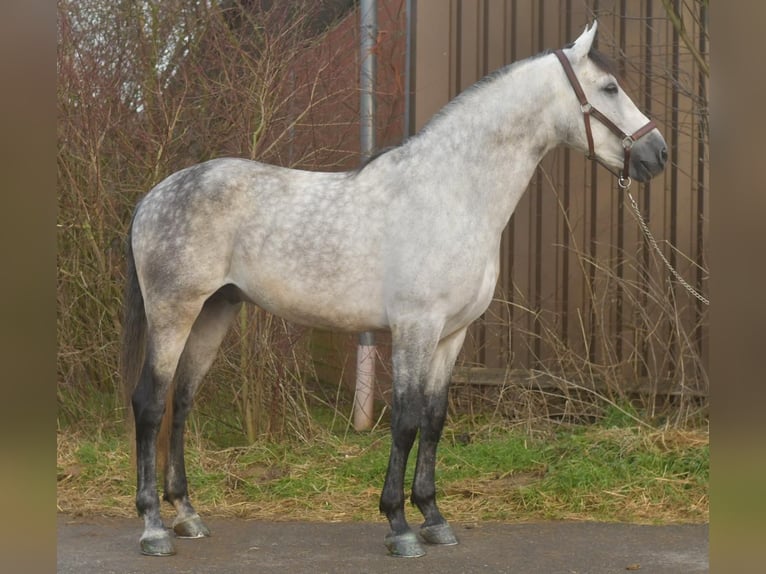 PRE Croisé Étalon 7 Ans 170 cm Gris pommelé in Geilenkirchen