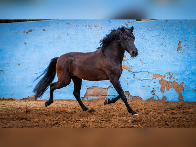 PRE Croisé Étalon 7 Ans 170 cm Noir in Valencia