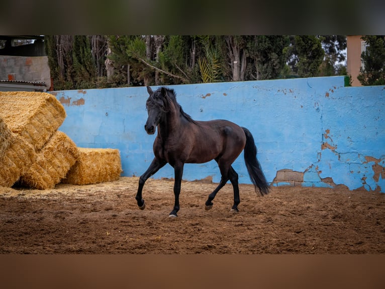 PRE Croisé Étalon 7 Ans 170 cm Noir in Valencia